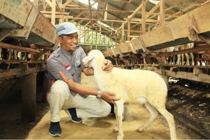 BMH Pastikan Hewan Qurban Berkualitas dan Berdayakan Peternak Lokal di Langkat